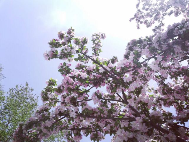 一顆會(huì)開花的樹-圖片來(lái)源編輯網(wǎng)