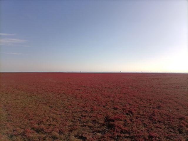紅海灘-圖片來源編輯網